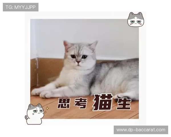 如何在以生气猫游戏中免费获得金币并提升游戏体验的方法解析